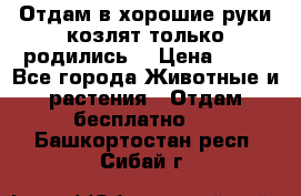 Отдам в хорошие руки козлят.только родились. › Цена ­ 20 - Все города Животные и растения » Отдам бесплатно   . Башкортостан респ.,Сибай г.